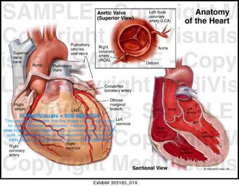 Anatomy Of The Heart Medical Illustration Medivisuals