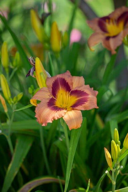 Premium Photo Healthy Peach Daylily Blooming In A Lush Flowerbed