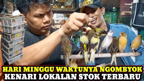 Kenari Lokalan Stok Terbaru Update Harga Burung Kenari Terbaru