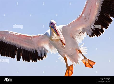 Flight Bird Birds Nose Dive Feathers Pelican Bigger Whiter