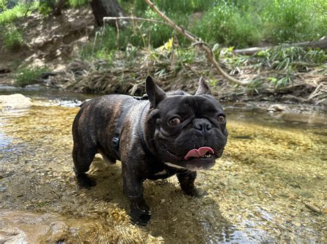 This is Doom and he's the greatest thing that's ever happened to me : r