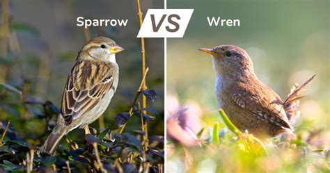 Sparrow Vs Wren Easy Ways To Tell Them Apart