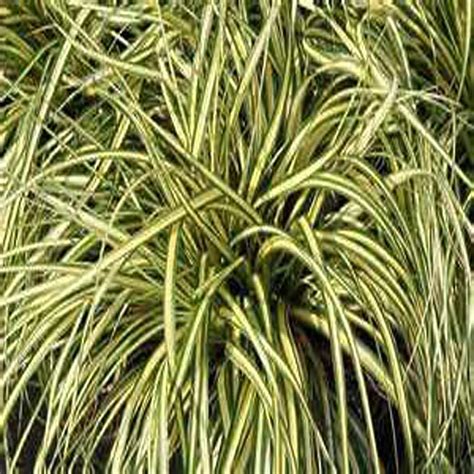 Onlineplantcenter 1 Gal Evergold Variegated Japanese Sedge Ornamental Grass C3417cl The Home