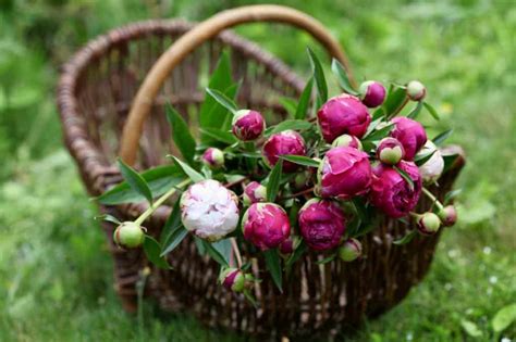 Cut Peony Care How To Keep Cut Peonies Fresh For Longer Farmhouse