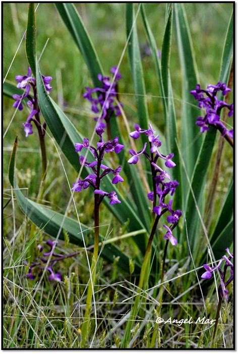 Orqu Deas Blog De Angel Mar Herorchis Morio Y Champagneuxii