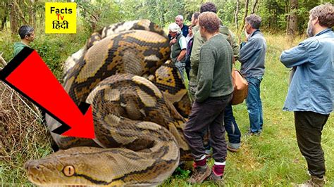 Top 5 Largest Snakes In The World दुनिया के 5 सबसे बड़े सांप Top 5