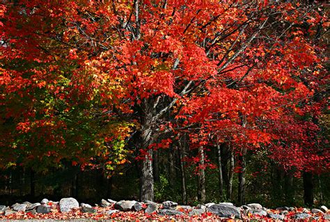 Maple Tree Care & Professional Arborist Services