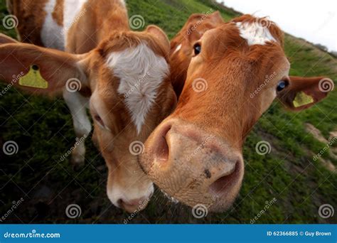 Guernsey Cow Stock Images - Download 260 Royalty Free Photos