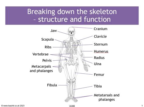 Skeleton Structure And Function Ks3 Biology Activity Teachit