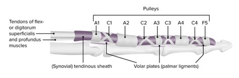 Hand Knochen Muskulatur Innervation Funktion Lecturio