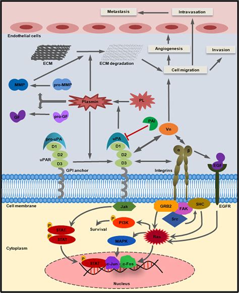 Frontiers Multifaceted Role Of The Urokinase Type Plasminogen