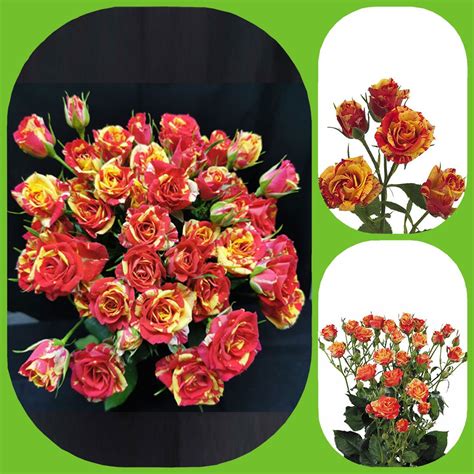 Fire Flash Spray Roses Aisha Flowers