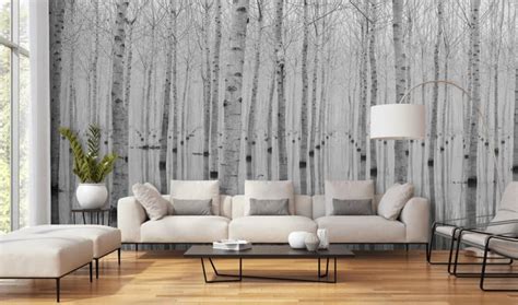 Birch Tree Wallpaper Wall Murals Wallsauce US