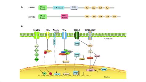 Structure And Signaling Pathways Of Snail A Architecture Of Snail