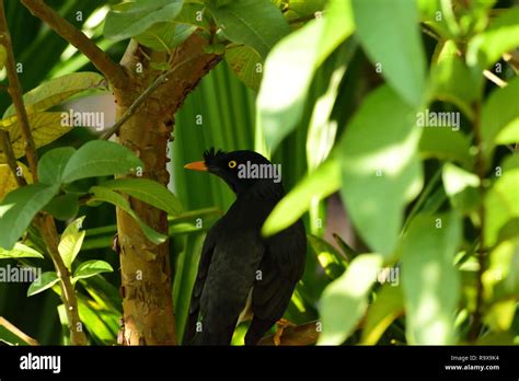 Mynah Birds Hi Res Stock Photography And Images Alamy