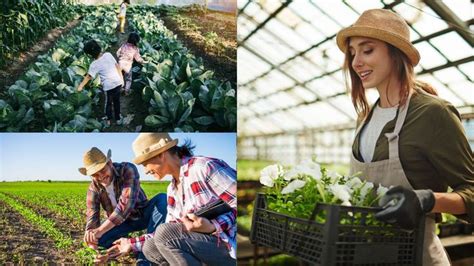 Import Ncia Da Diversifica O De Culturas Na Agricultura Familiar