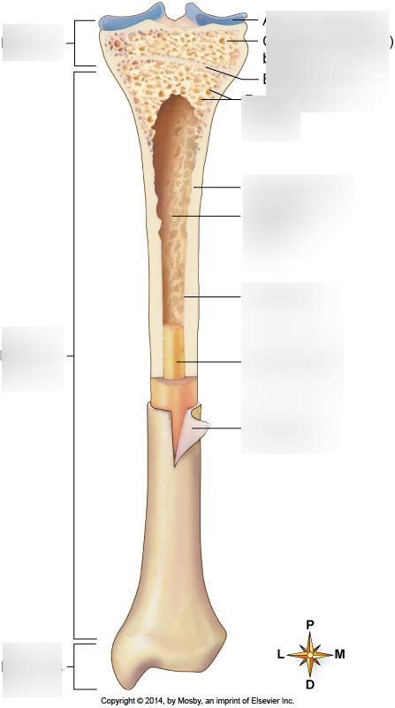 bone diagram Diagram | Quizlet