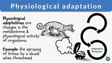 Physiological adaptation - Definition and Examples - Biology Online ...