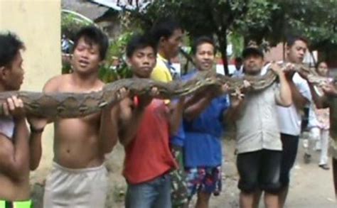 Ngeri Ular Piton Telan Manusia Jangan Panik Ada 2 Penangkal Paling