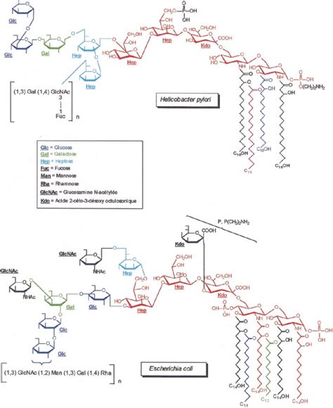 Structures Of Escherichia Coli 0119 And Helicobacter Pylori Adapted Download Scientific