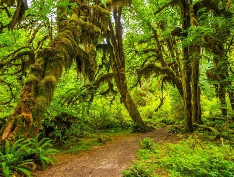 Hoh Rainforest Infos Preise Und Mehr ADAC Maps