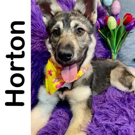 Horton Manitoba Mutts Dog Rescue