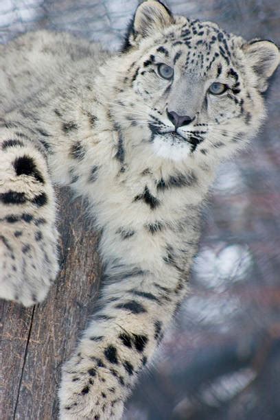 990+ Snow Leopard Hunting Stock Photos, Pictures & Royalty-Free Images - iStock