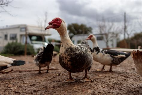 Duck Farm - Photo #9060 - motosha | Free Stock Photos