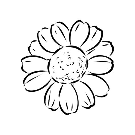 Premium Vector Daisy Flower Line Art Drawing Vector Hand Drawn