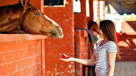 How To Feed Horse Treats And Keep Your Fingers