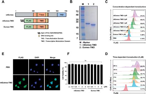 Generation Of Nteomes Tmd And Its Intracellular Transduction Kinetics