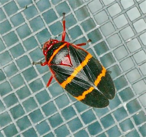 Two Lined Spittlebug TVA Worthington Cemetery Small Wild Area