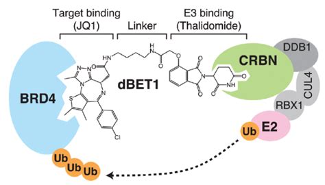 CRBN配体的作用和最新进展 药时代DrugTimes