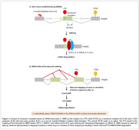 Clinical Medical Genomics Exon Exon Junction