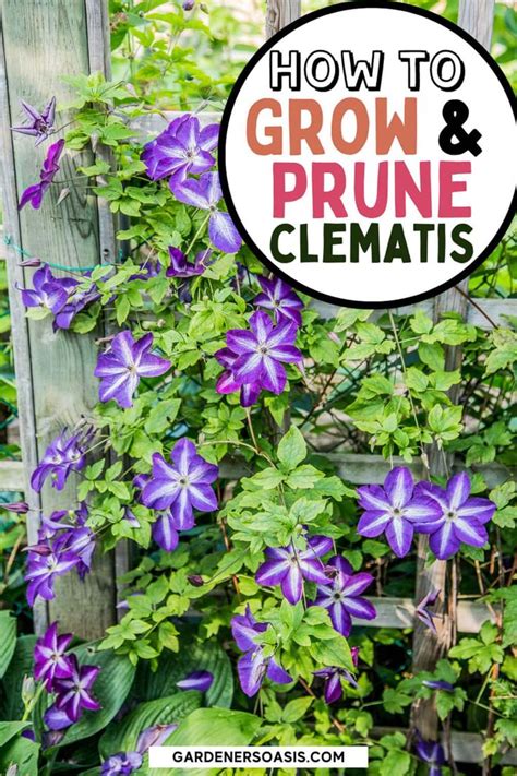 Clematis Vine Care Planting Growing And Pruning Tips Gardening