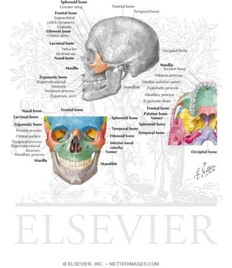 Bones Of The Skull Zygomatic Bone Zygoma