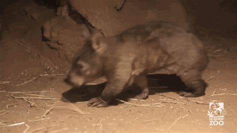 10-month-old baby wombat explores her tunnel when mom is away | Mashable