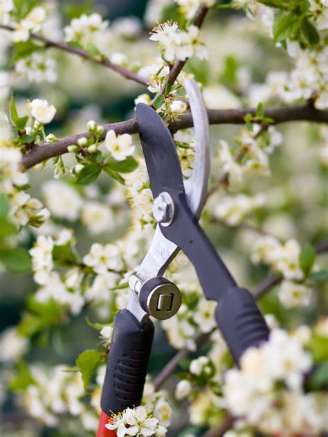 Pruning Season is here - Grade A Tree