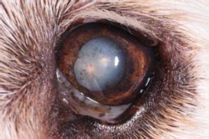 Uveitis In Dogs