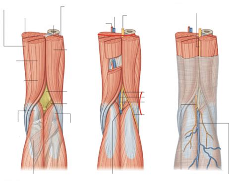 Popliteal Fossa Muscles Quiz