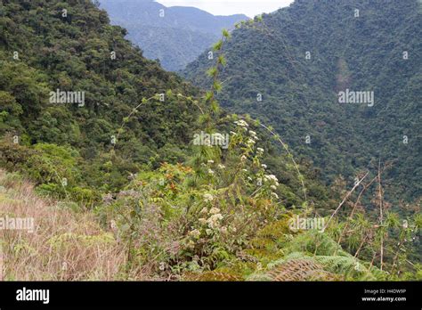 Andean cloud forest Stock Photo - Alamy