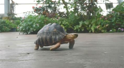 A Tortoise Trek With The Tennessee Aquarium Chattanooga Times Free Press