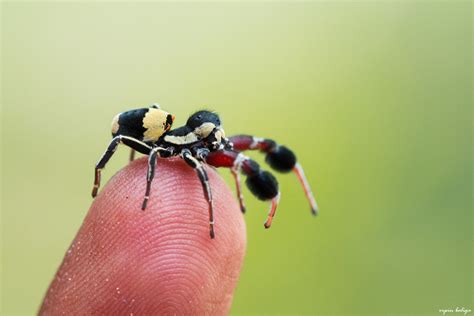 Male Tufted Social Velvet Spider Stegodyphus One Nice Bug Per Day