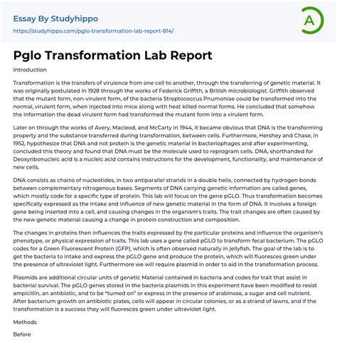 Pglo Transformation Lab Report Essay Example Studyhippo