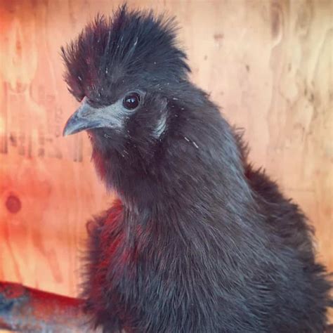 List 90 Pictures Picture Of A Silkie Chicken Sharp