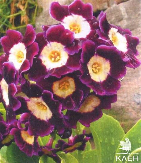 Примула — купить саженцы в Красноярске в питомнике растений Клён