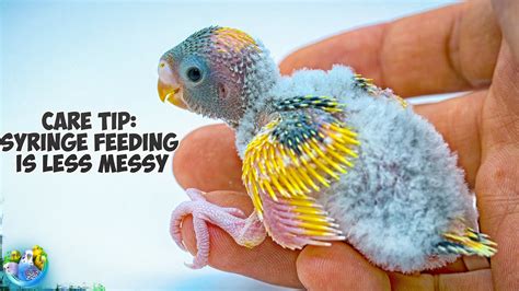 Secrets Of Successful Budgie Breeding Your Home Breeding Guide