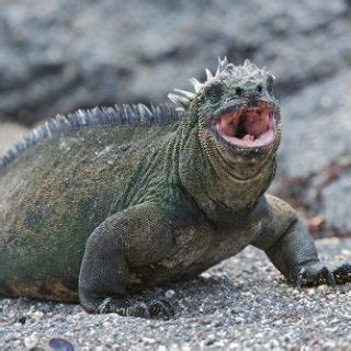 Marine Iguana Facts and Pictures