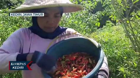 Harga Cabai Anjlok Petani Terpaksa Panen Lebih Cepat Video Dailymotion