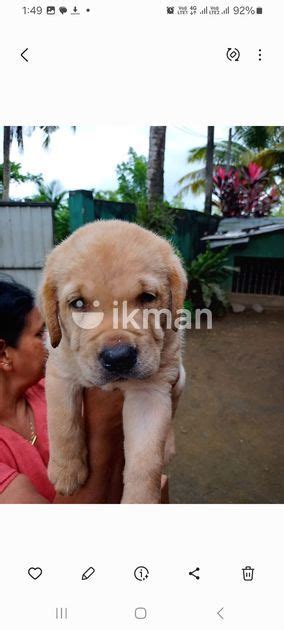 Labrador Puppy For Sale In Kalutara City Ikman